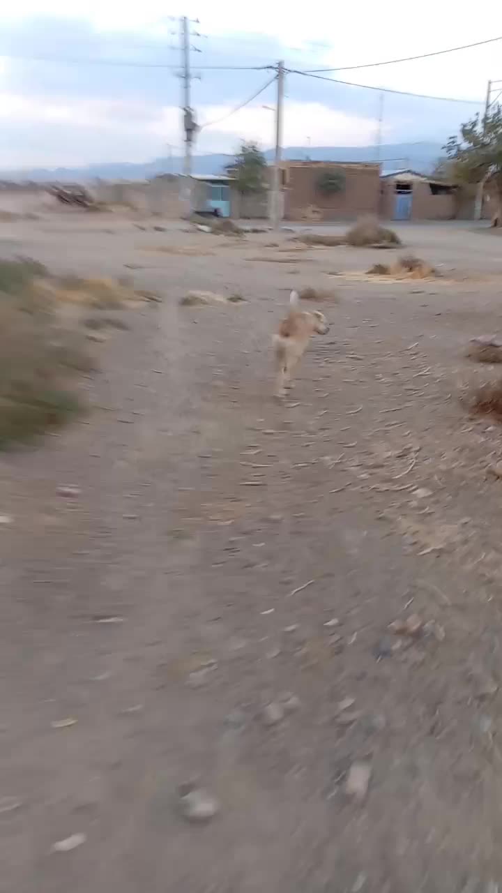 معاوضه با همه چی جز سگ|سگ|جغتای, |دیوار