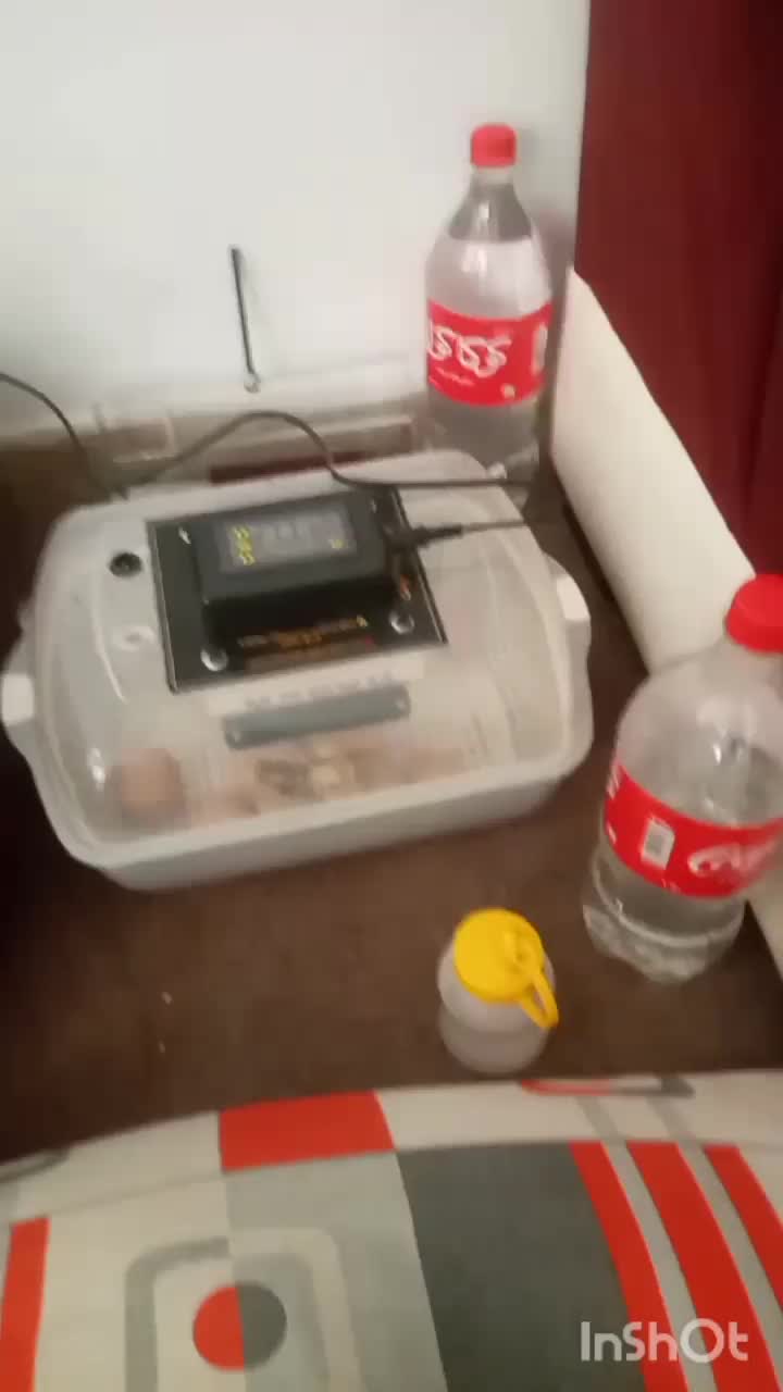 دستگاه جوجه کشی حرفه ای 00|لوازم جانبی حیوانات|سمنان, |دیوار