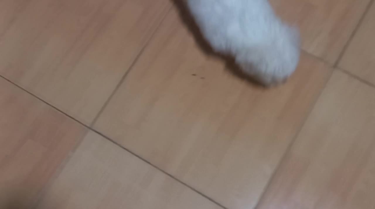 سگ آپارتمانی پودل|سگ|ری, حمزهآباد|دیوار