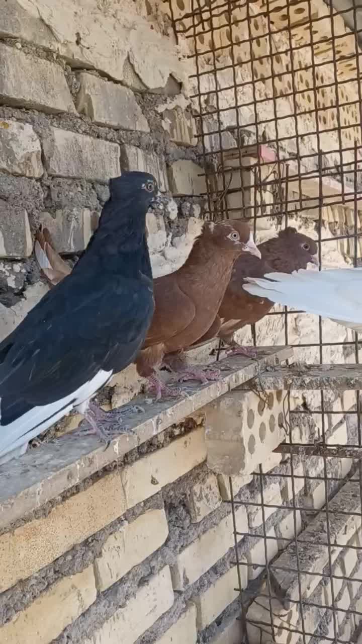 پرنده رنگی|پرنده|کارون, |دیوار