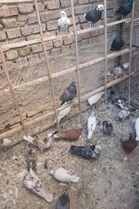 حدود ۵۰ عدد کفتر گرفتنی|پرنده|تهران, جوادیه|دیوار