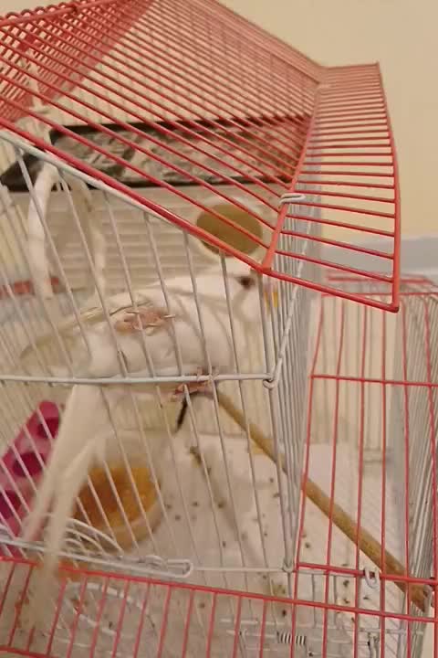 طوطی مرغ عشق جفت|پرنده|شاهین‌شهر, حافظ جنوبی|دیوار