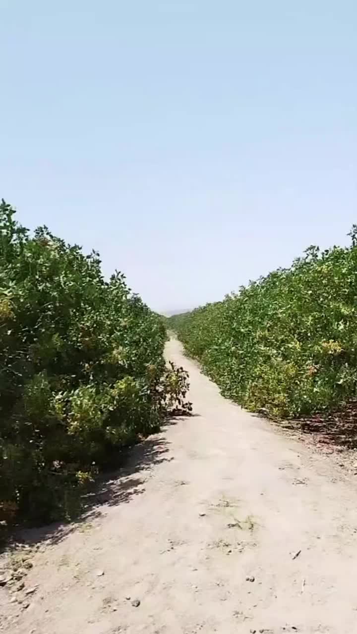با سلام انجام پیوندک پسته در نقاط کشور|خدمات باغبانی و درختکاری|شاهین‌شهر, الهیه|دیوار