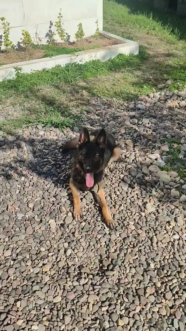 واگذاری توله ژرمن|سگ|سنگر, |دیوار