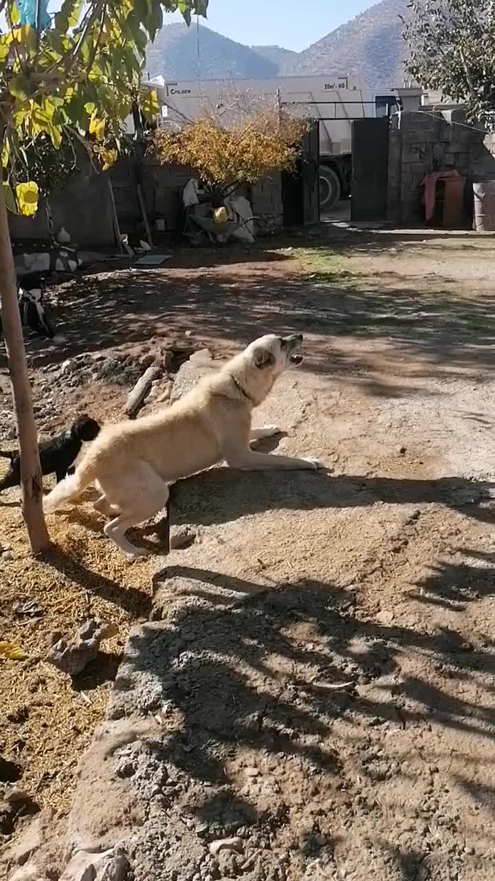 واگذاری سگ سرابی|سگ|چرداول, |دیوار