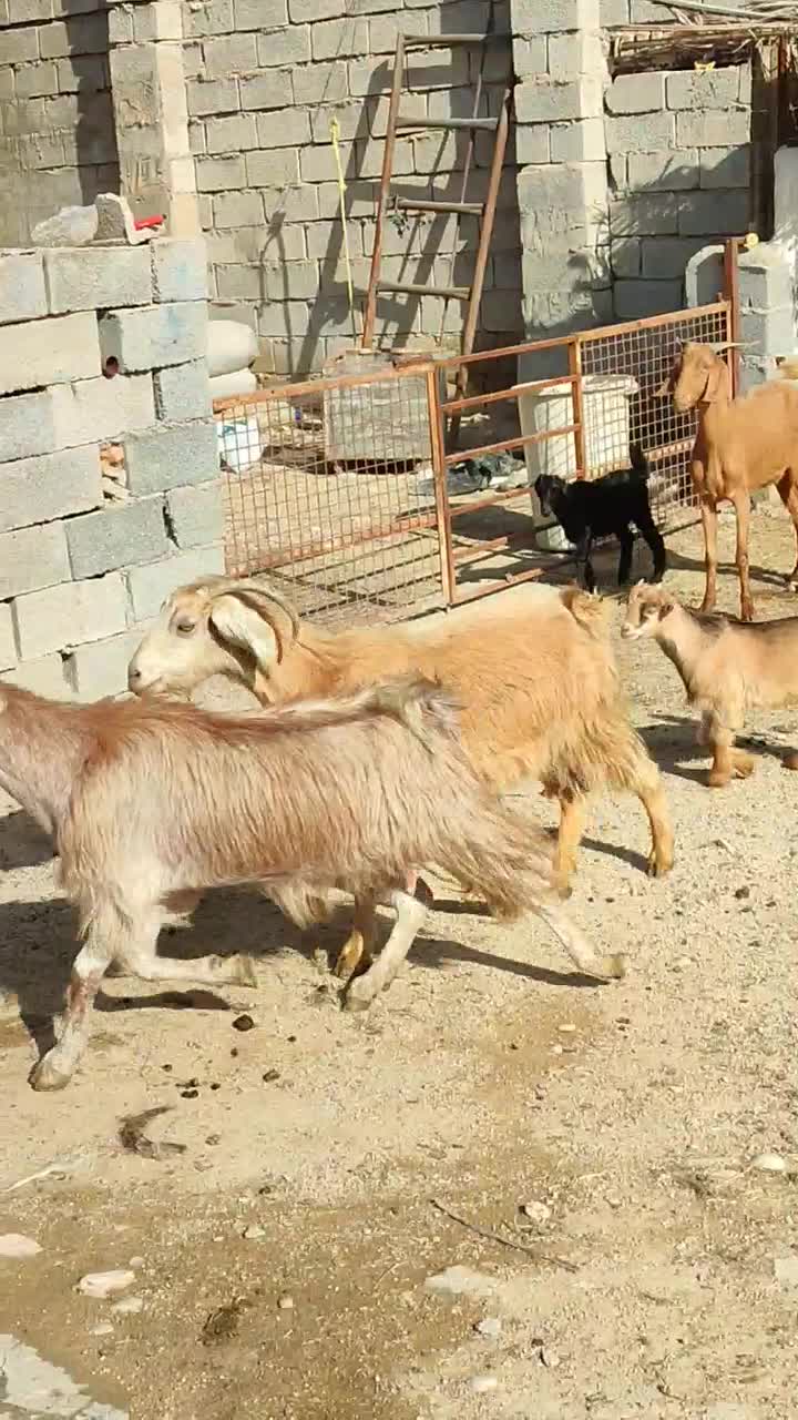 بز نژدی|حیوانات مزرعه|بهبهان, |دیوار