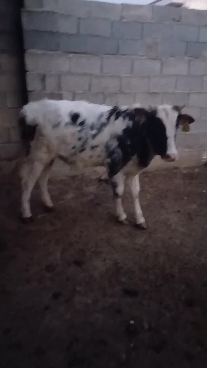 گوساله مهلی|حیوانات مزرعه|سیمین شهر, |دیوار