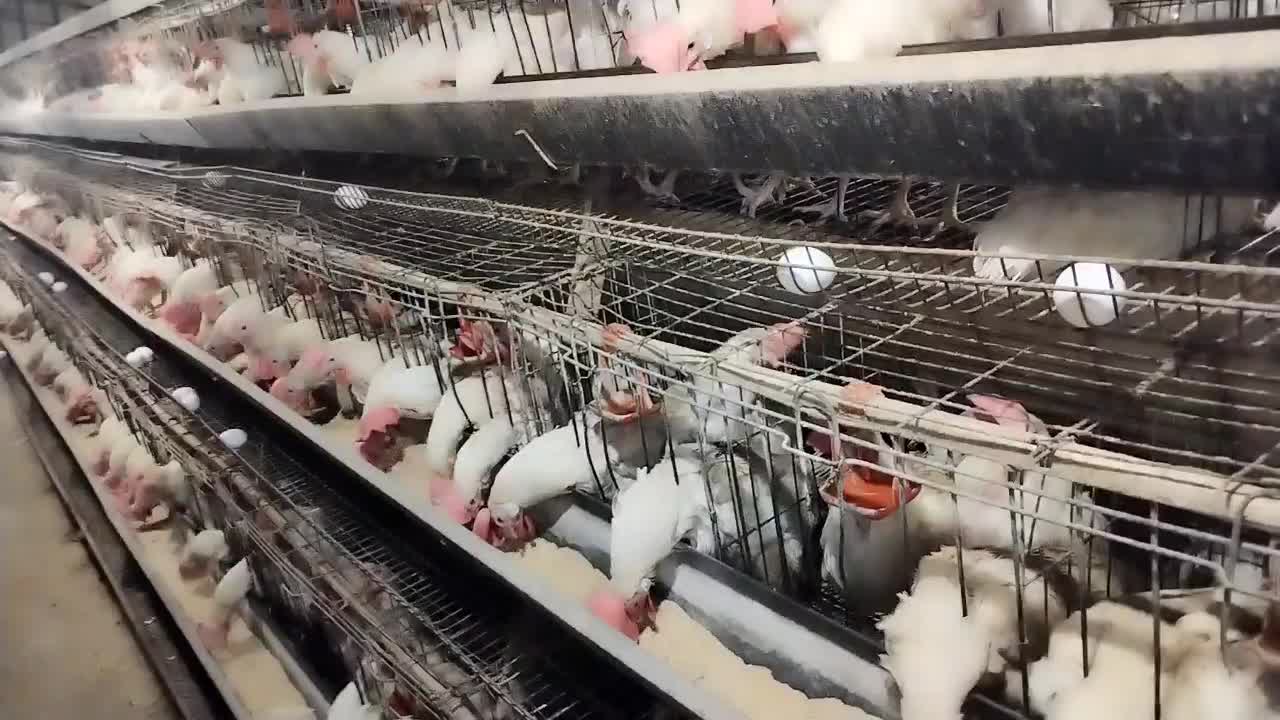 مرغ تخمگذار سفید|حیوانات مزرعه|مشهد, سیلو|دیوار