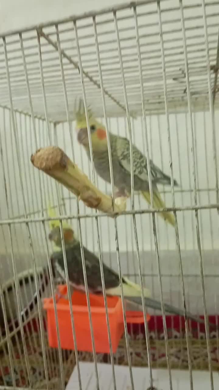 جوجه عروس هلندی مرواریدی ودسعی نیست|پرنده|شاندیز, |دیوار