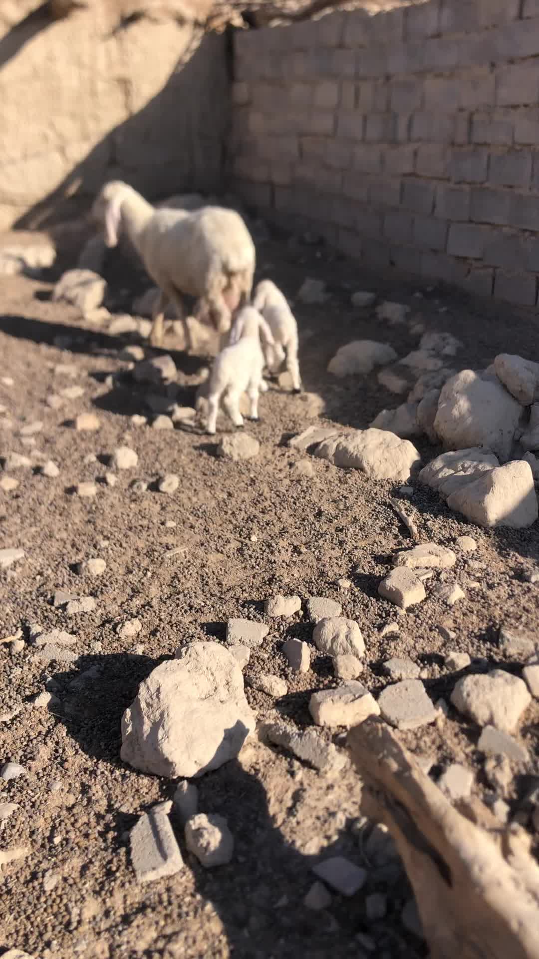 کوسفند مری با دو بره ماده فروش فوری|حیوانات مزرعه|زابل, |دیوار