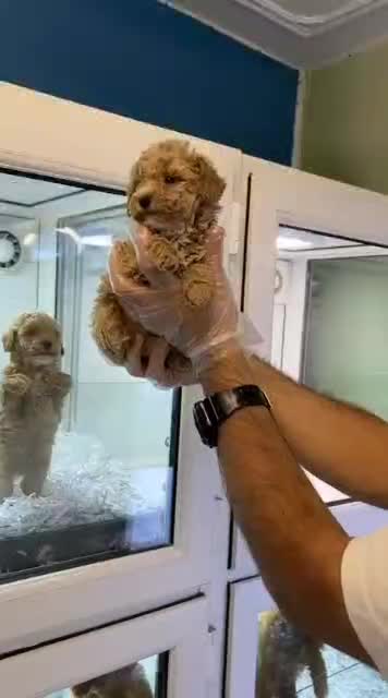 توی پودل|سگ|رشت, گلسار|دیوار