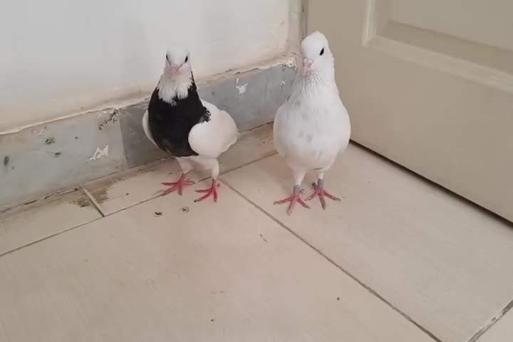 کبوتر طوقی|پرنده|بندرعباس, |دیوار