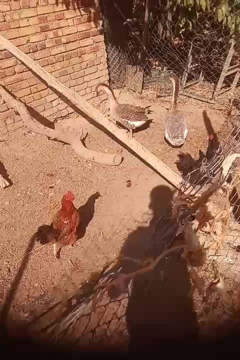 غاز درجه یک|حیوانات مزرعه|ارومیه, |دیوار