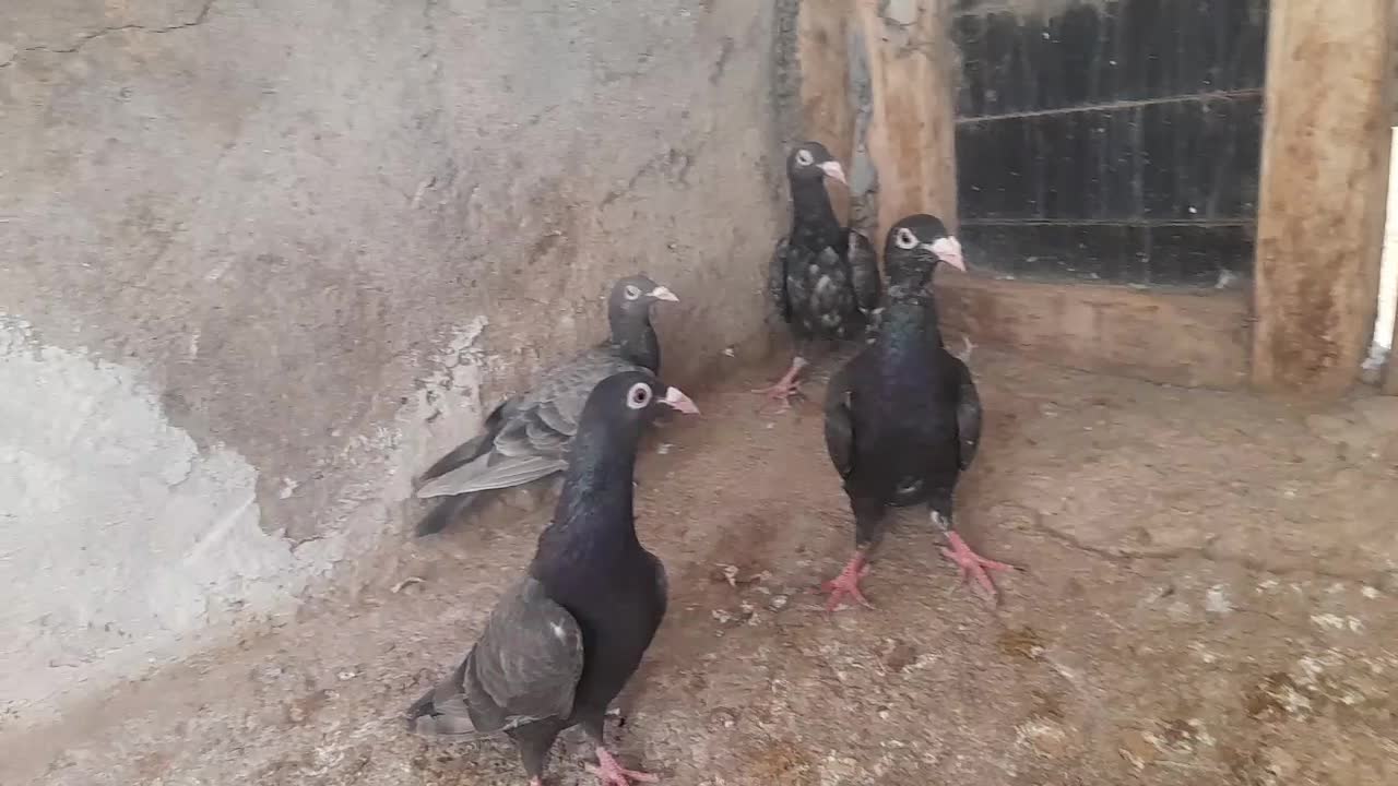 ط‌وقی و نامور|پرنده|لالجین, |دیوار