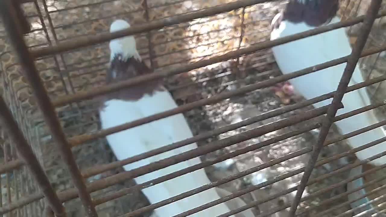 پرنده/طوقی/کبوتر|پرنده|فیروزآباد (فارس), |دیوار