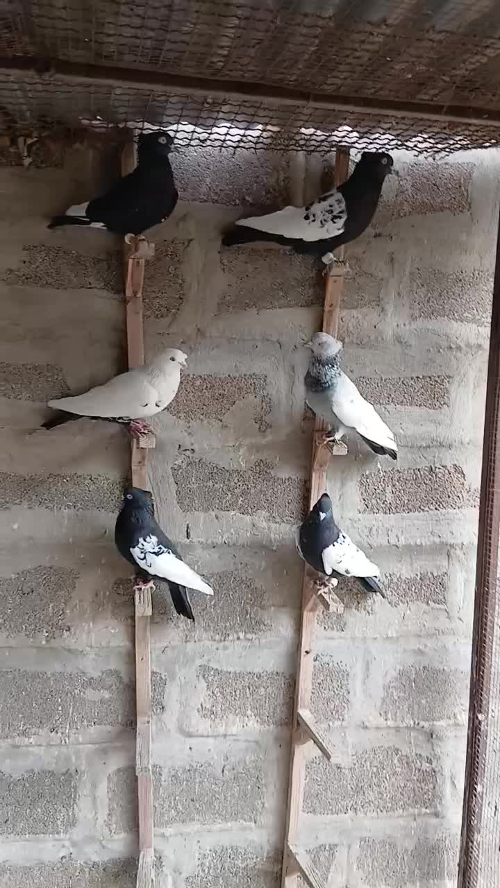 سینه|پرنده|شیراز, فرهنگ شهر|دیوار