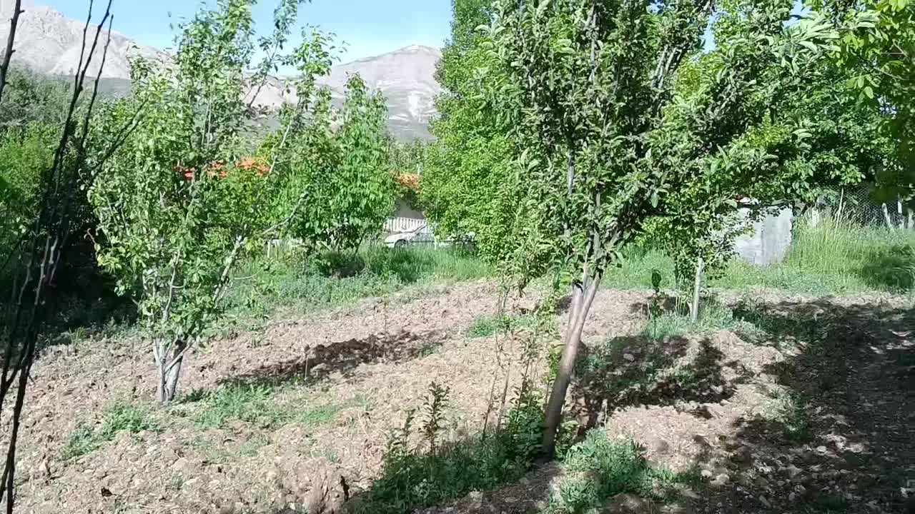 موسس تخصصی باغ و باغچه نمونه کشوری|خدمات باغبانی و درختکاری|قم, میرزائیه|دیوار