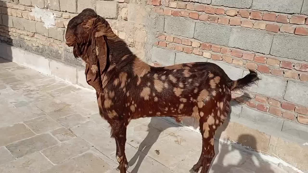 نربز پاکستانی|حیوانات مزرعه|زاهدان, |دیوار