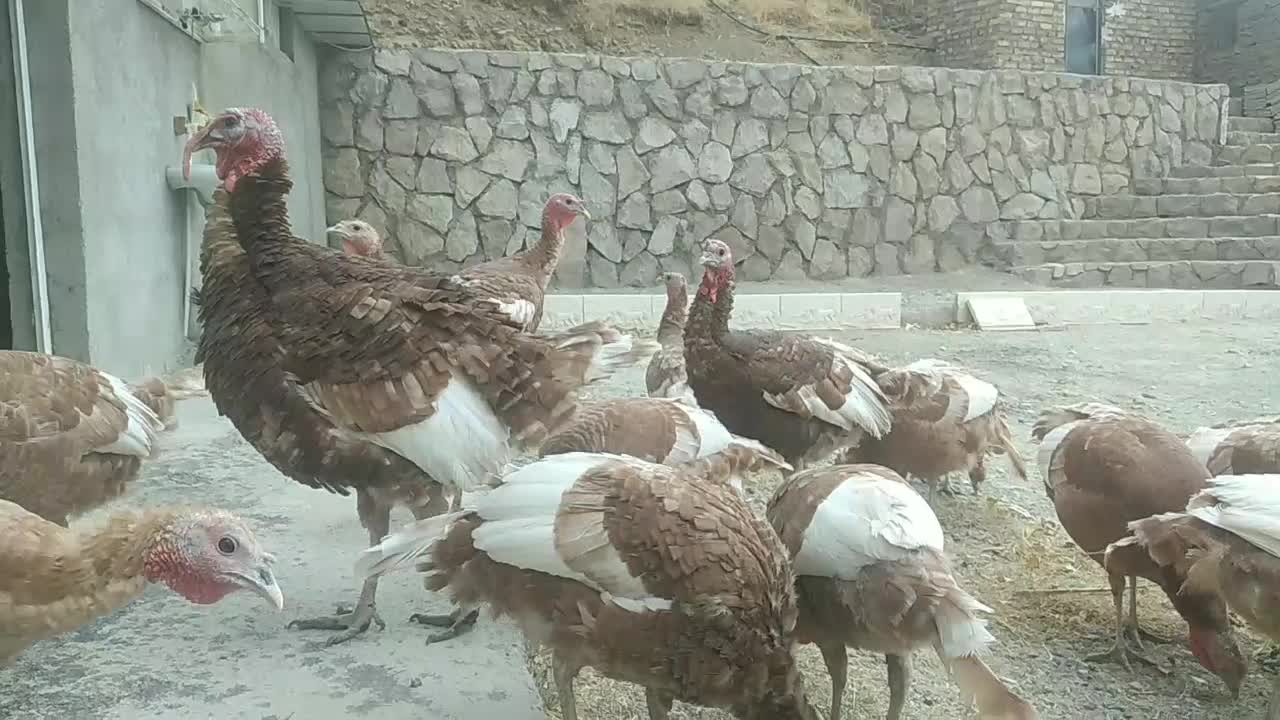 بوقلمون بوربون|حیوانات مزرعه|قزوین, |دیوار