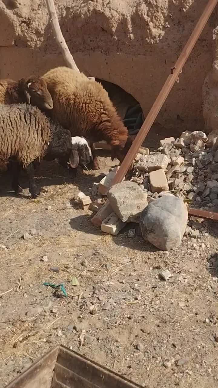 3عددبره چاق|حیوانات مزرعه|تربت جام, جلگه موسی آباد|دیوار