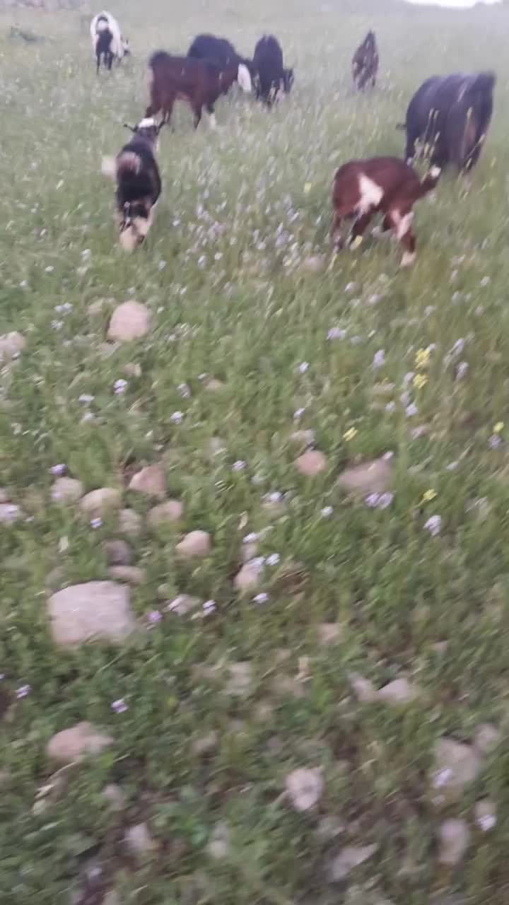 دام|حیوانات مزرعه|پلدختر, |دیوار