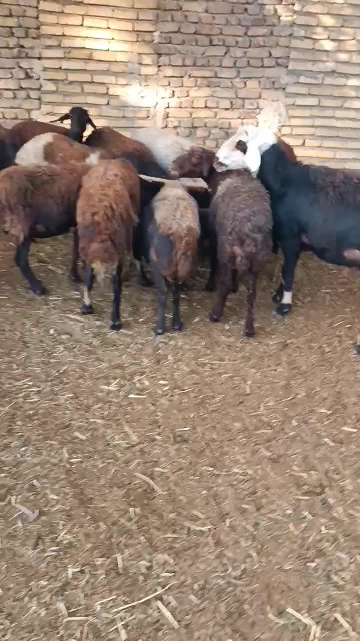 بز میش بره افشار غزل آبستن گوسفند افشاری قوچ|حیوانات مزرعه|قره چای, |دیوار