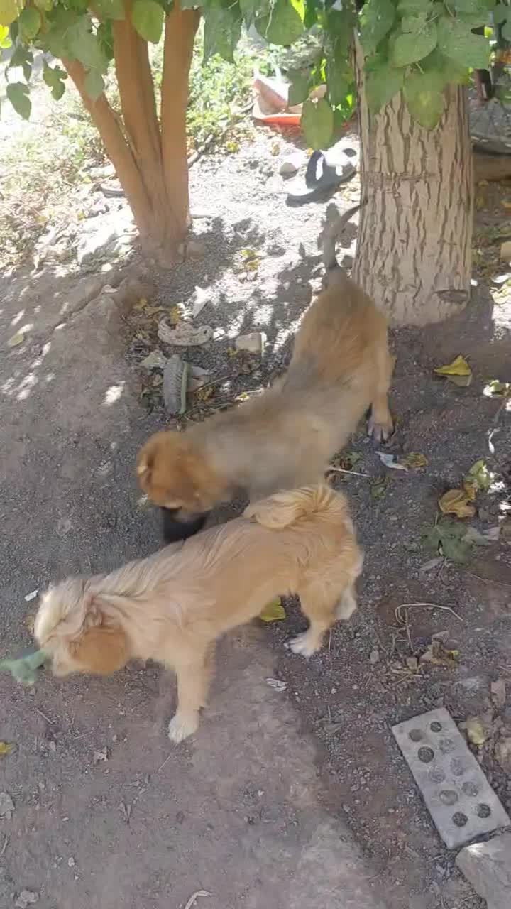 توله سگ ژرمن شپرد نر|سگ|مشهد, خلق آباد سفلی|دیوار