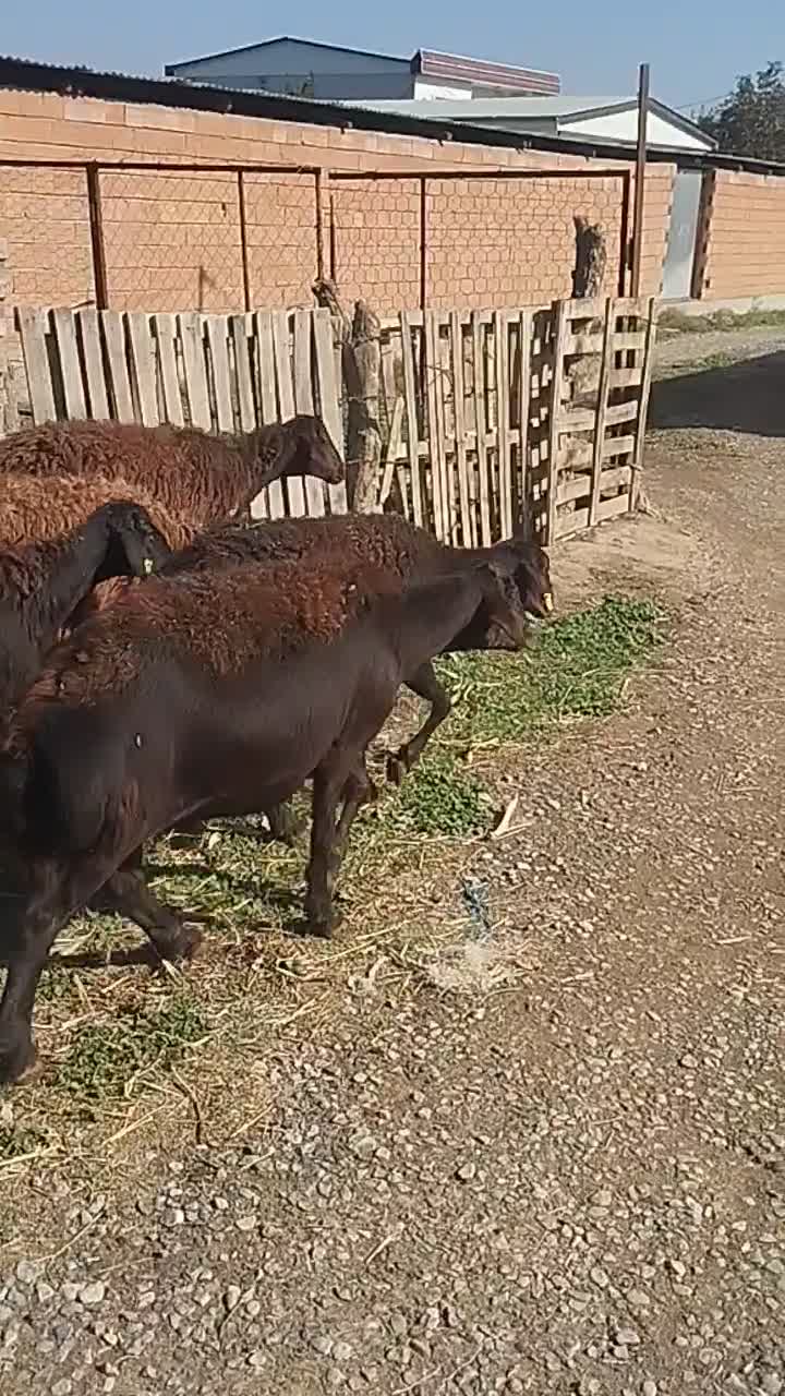 گوسفند|حیوانات مزرعه|سیمین شهر, |دیوار