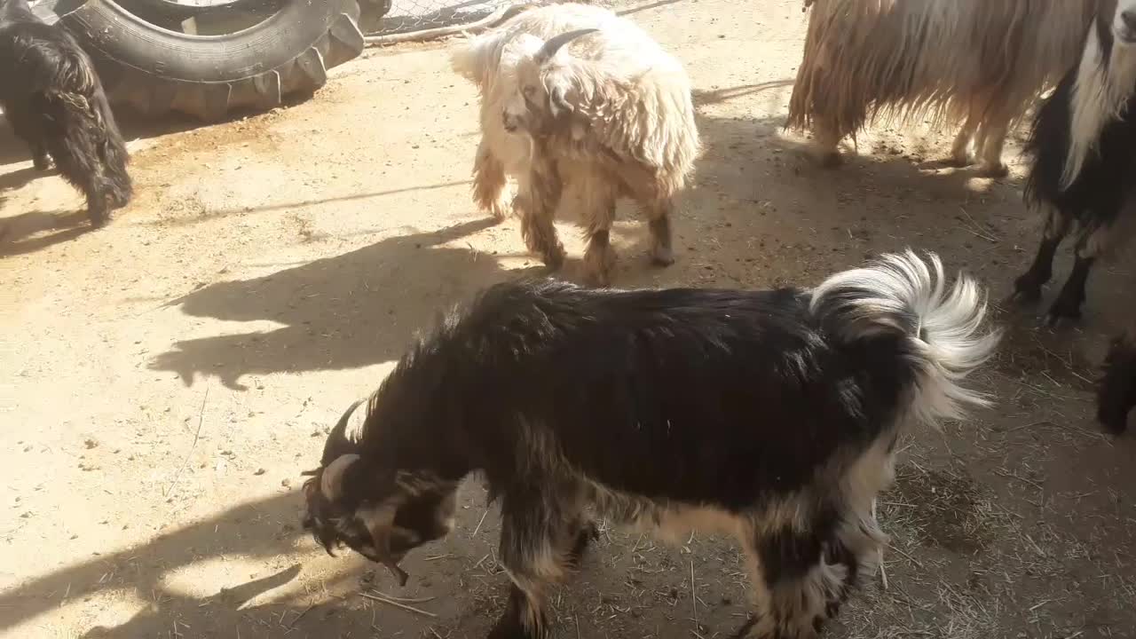 بیگ نرماده  بهده بز چاق|حیوانات مزرعه|ایذه, |دیوار