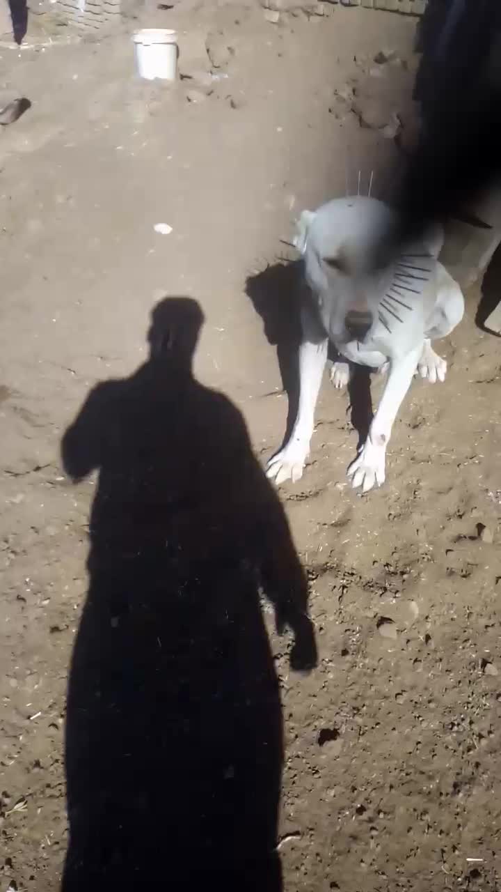 سگ گله و نگهبان|سگ|سبزوار, پیروزی|دیوار