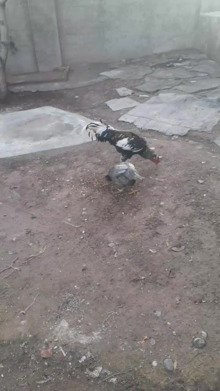 جوجه لاری|حیوانات مزرعه|قزوین, |دیوار