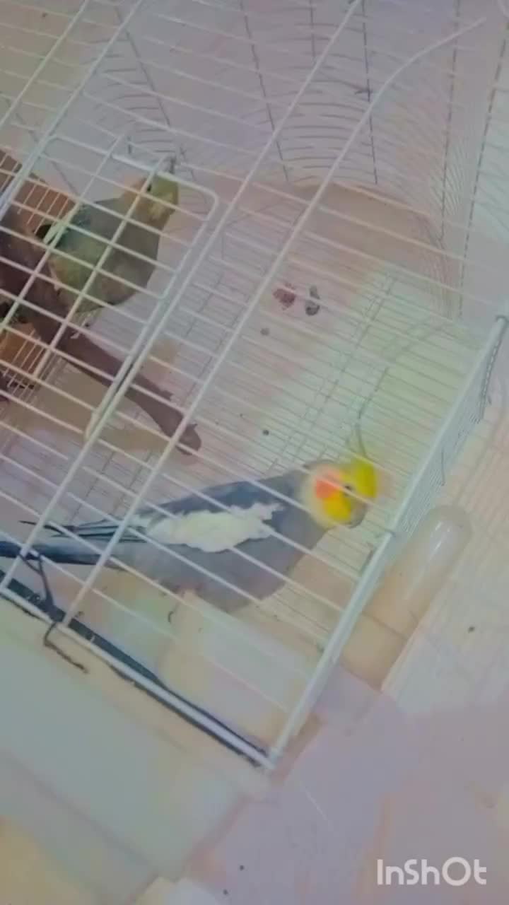 عروس هلندی|پرنده|رامشیر, |دیوار