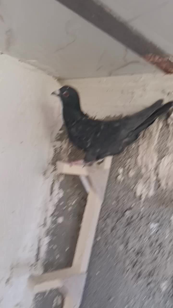 کفتر یال سیا سرور گلی دمبی|پرنده|سپیدان, |دیوار