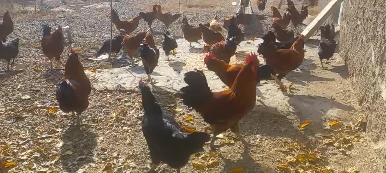 لاری محلی|پرنده|سلماس, |دیوار