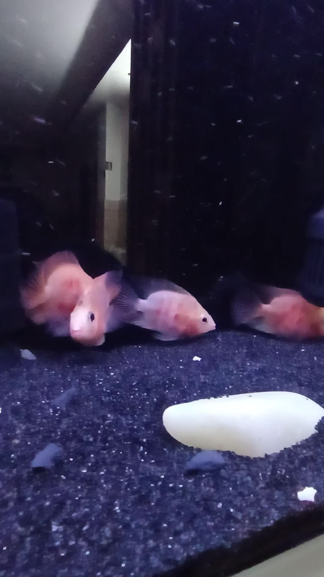 ماهی|ماهی|خمینی‌شهر, |دیوار