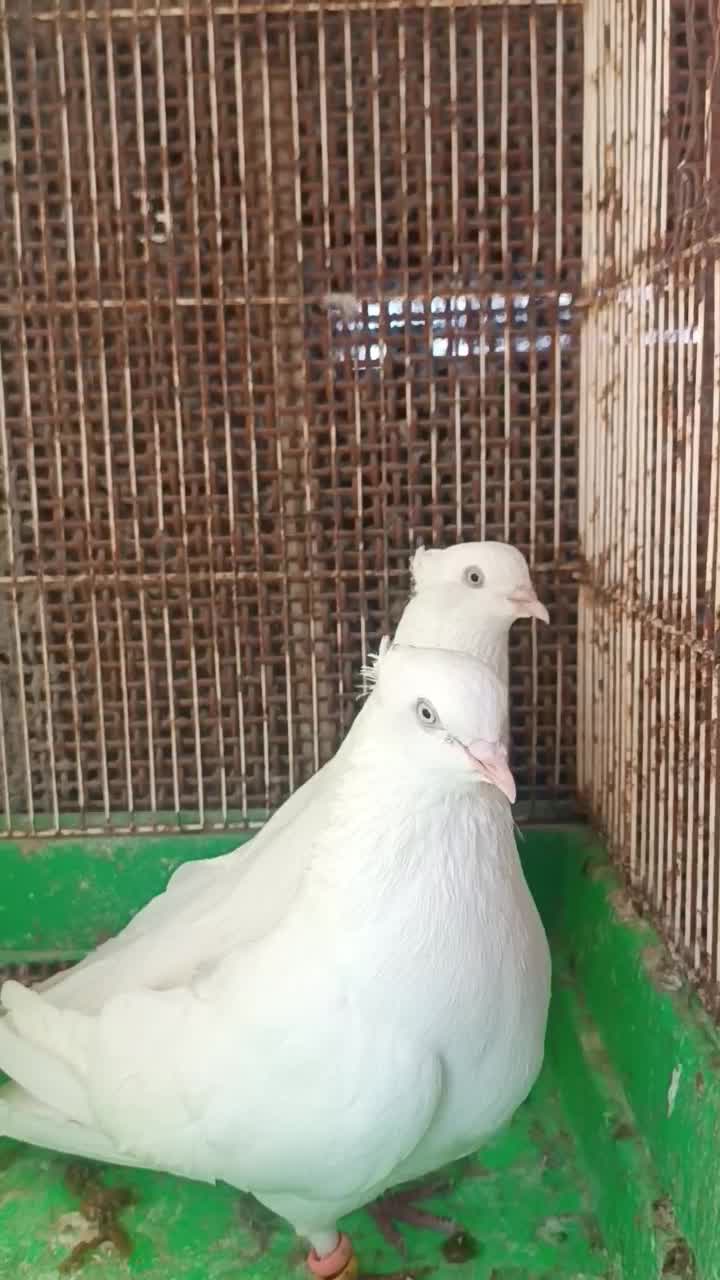 کفتر اراکی و سرور|پرنده|بندرعباس, |دیوار