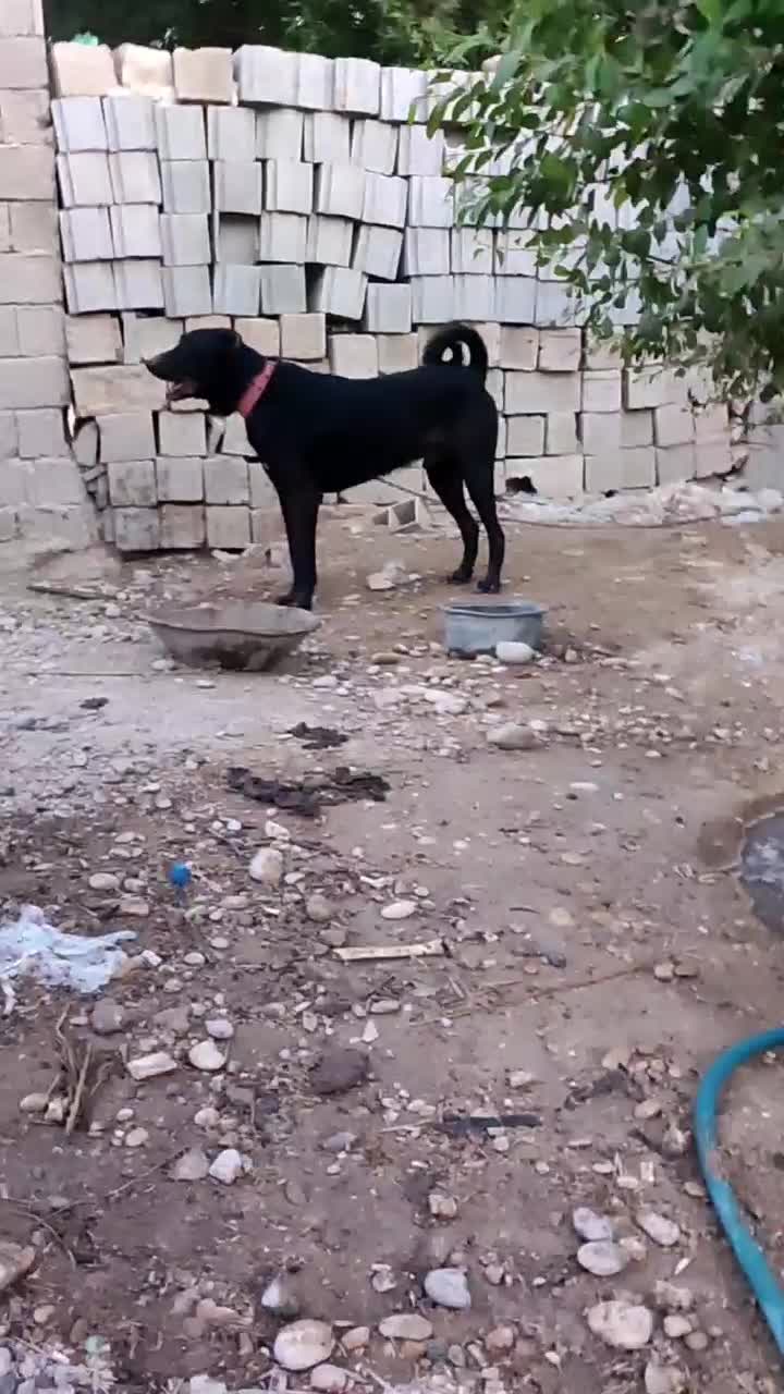 باسلام سگ دوساله همه چیز تمام به فروش میرسد|سگ|شبانکاره, |دیوار