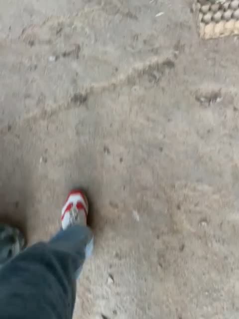 هزار عدد اردک مادر  ( تخمگذار )|حیوانات مزرعه|رشت, فلسطین|دیوار