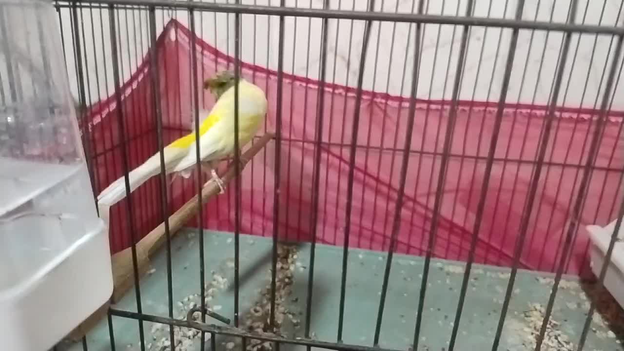 قناری نر رسمی بلند ، 1/5 ساله در حال مست شدن|پرنده|ری, شهید بهشتی|دیوار