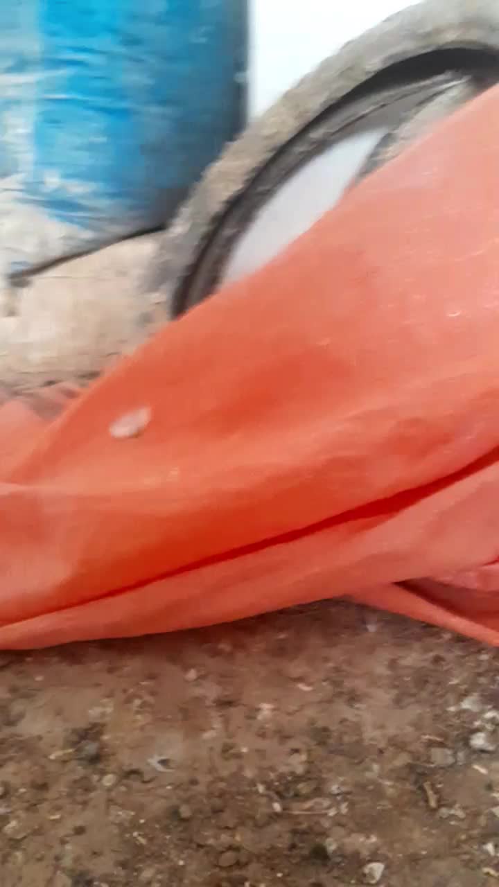 کفتر .سبز. سار هفترنگ ‌.سار سرخ|پرنده|کاشمر, |دیوار