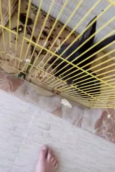 فروش خرگوش|موش و خرگوش|یزد, |دیوار