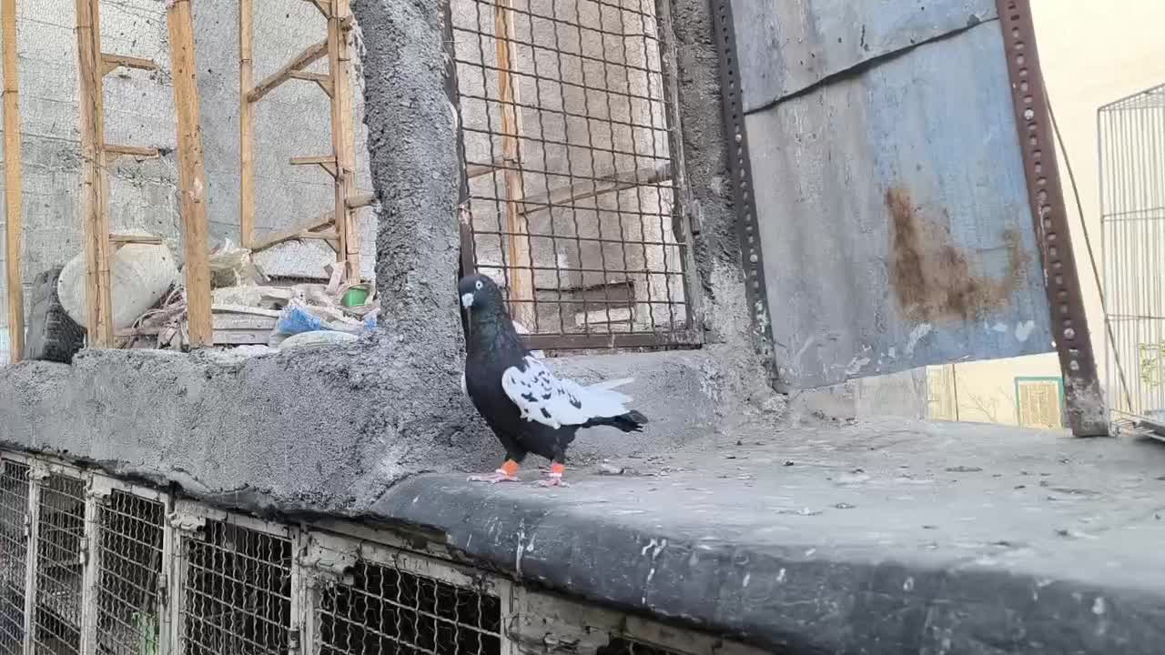 سینه سیاه مقبول درشت|پرنده|مشهد, رضاییه|دیوار