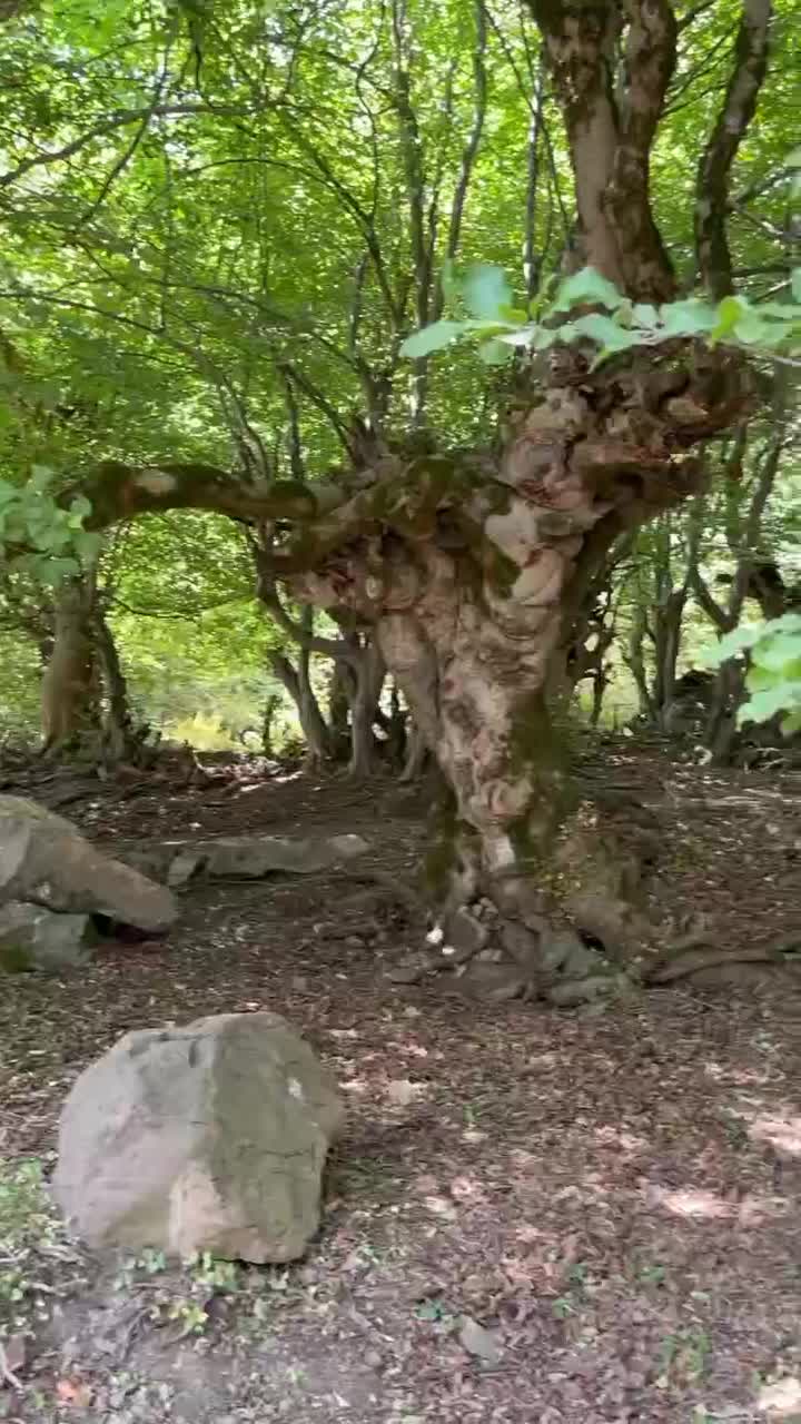 ویلا در روستای زیبای وسیعسر ، دهنه محمداباد|اجارهٔ کوتاه‌مدت ویلا و باغ|علی‌آباد کتول, |دیوار