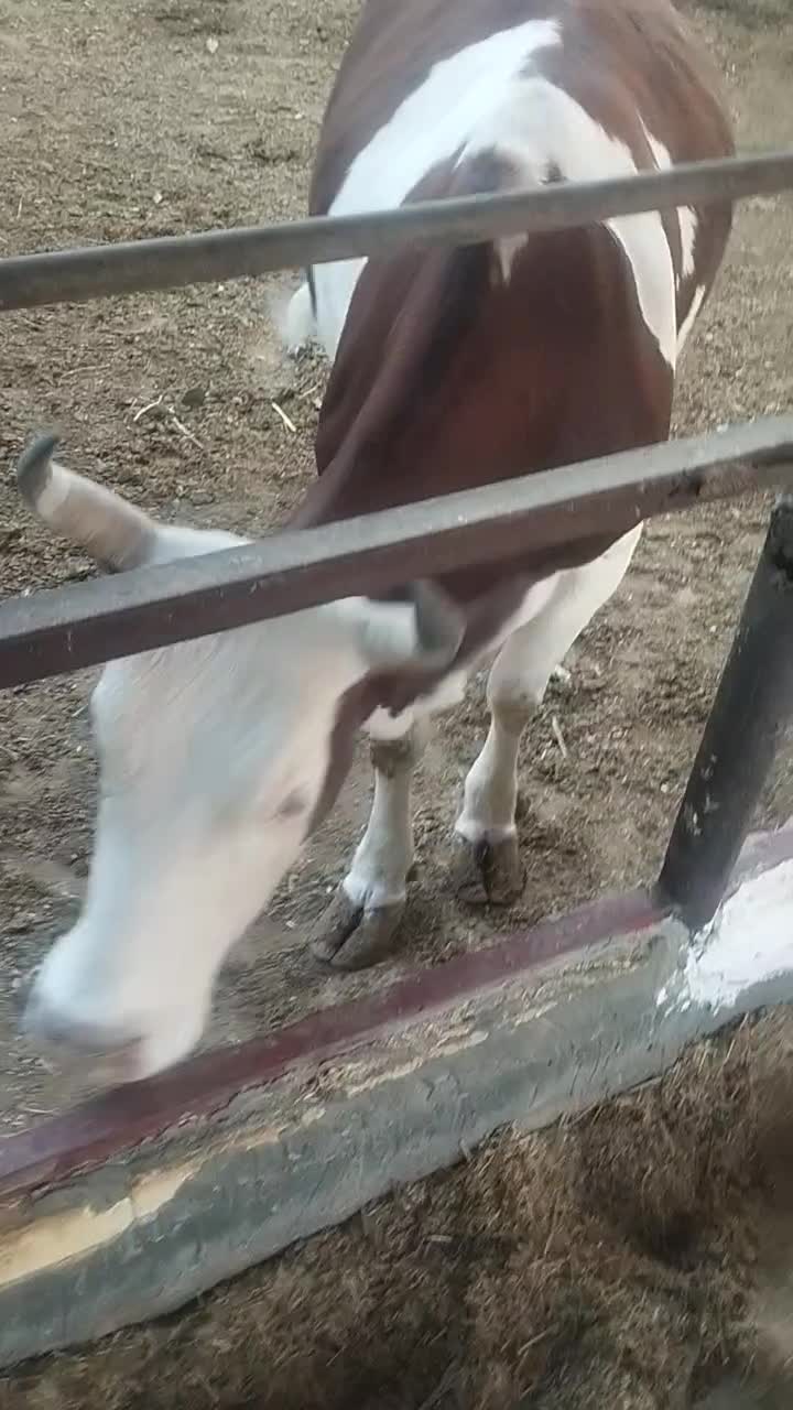 گاو|حیوانات مزرعه|کازرون, |دیوار