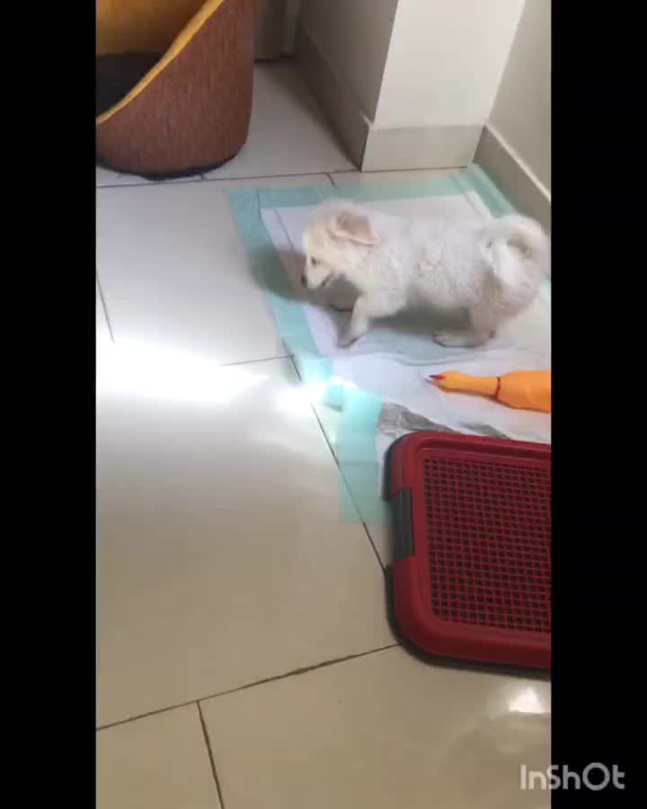 واگذاری پت نر|سگ|تهران, ابوذر|دیوار