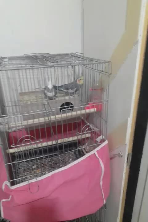 عروس هلندی|پرنده|ابریشم, |دیوار