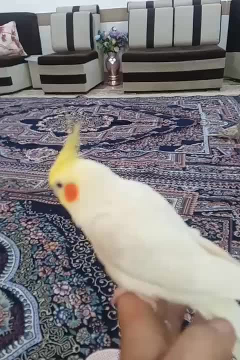 عروس هلندی نر سوخت گو وکامل دستی مست مست|پرنده|اندیمشک, |دیوار