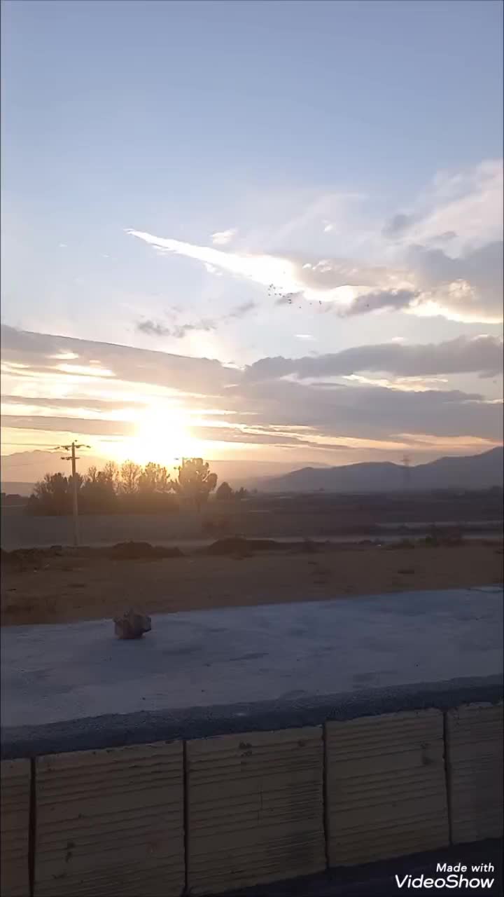 ی دسته آلمانی 19تای یزید|پرنده|بجنورد, |دیوار