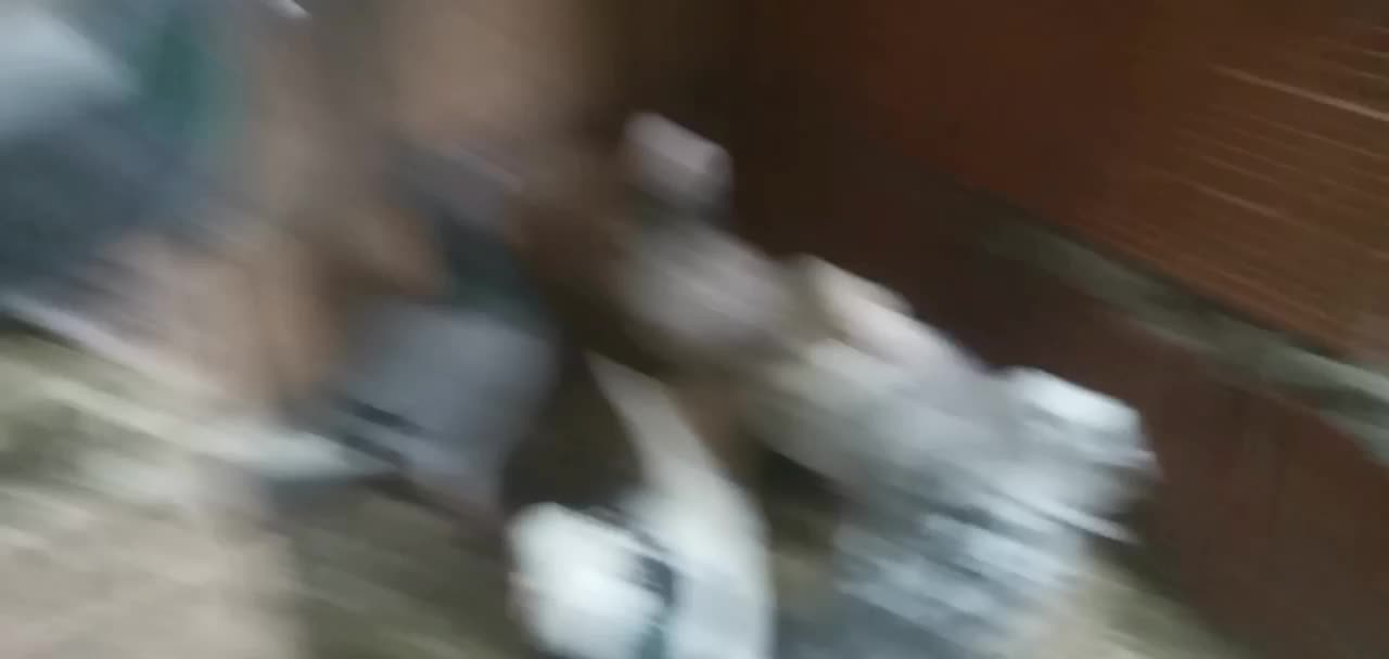 ۷ عدد کبوتر|پرنده|شیروان (خراسان), |دیوار