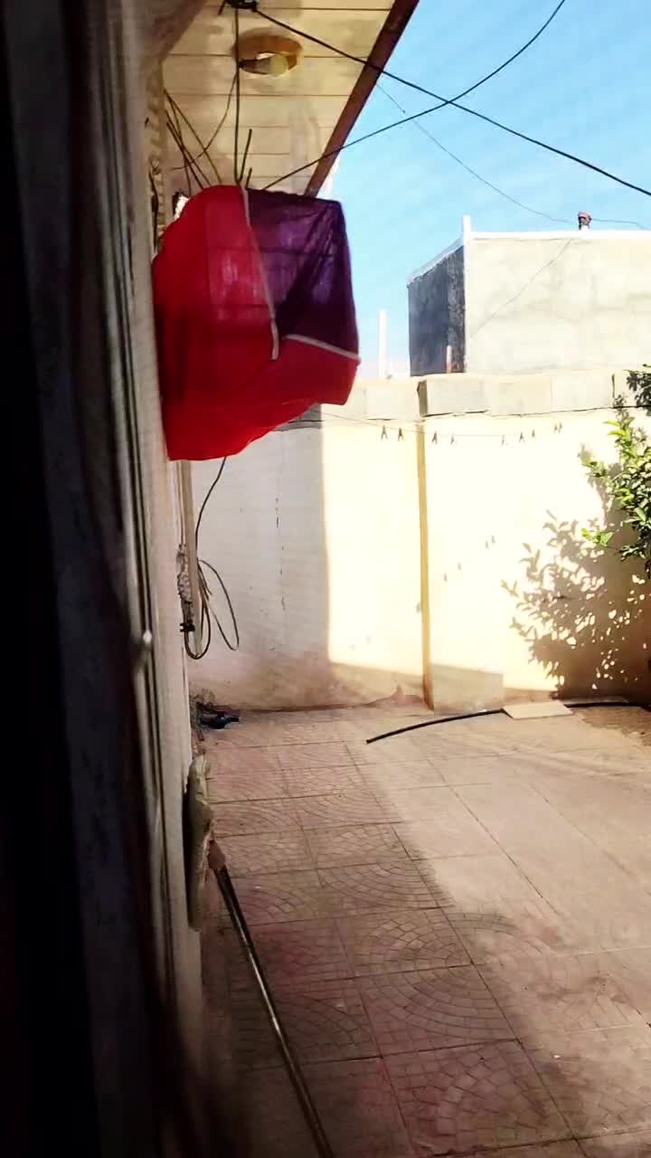 سهر|پرنده|سرپل ذهاب, |دیوار